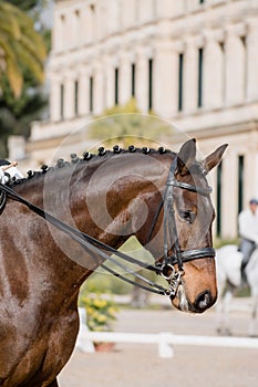 Facial portrait of a Hanoverian horse