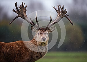 Facial Portrait of Red Deer Stag in Rain