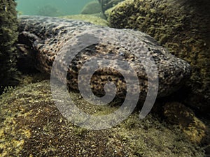 Facial shot of giant salamander