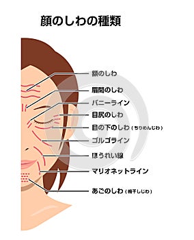 Facial wrinkles ( female face ) vector illustration / Japanese