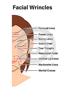 Facial wrinkles ( female face ) vector illustration