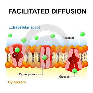 Facilitated diffusion or passive-mediated transport