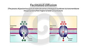 Facilitated Diffusion through a specific or non specific transporter protein. Passive Transport.