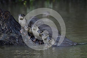 Facinated family of Smooth-coated Otter Lutrogale perspicillata living together in stream with lovely faces