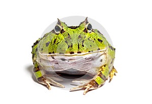 Facing Argentine horned frog, Ceratophrys ornata photo