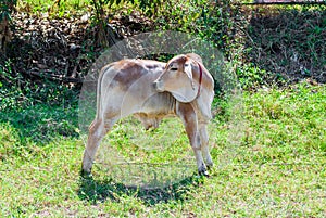 Facing Brown Calf on Meadow