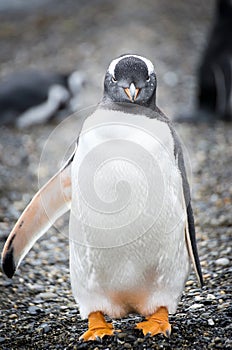 Facing Gentoo Penguin