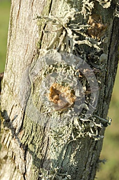 Facing Lichen On Post