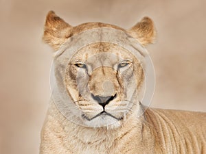 Facing lioness