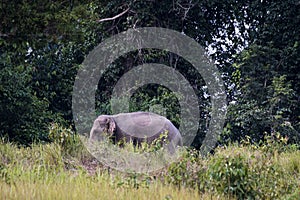 Facing to the left, Indian Elephant, Elephas maximus indicus