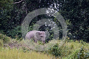 Facing to the right, ears open wide to the back, Indian Elephant, Elephas maximus indicus