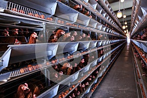 Factory Chicken egg production. Red chickens are seated in special cages. Linear perspective. Agribusiness company.