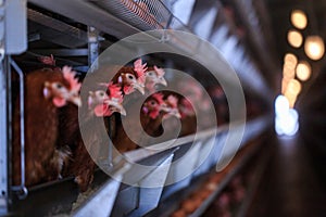 Factory Chicken egg production. Red chickens are seated in special cages. Linear perspective. Agribusiness company.