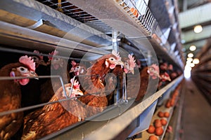 Factory Chicken egg production. Red chickens are seated in special cages. Linear perspective. Agribusiness company.