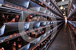 Factory Chicken egg production. Red chickens are seated in special cages. Linear perspective. Agribusiness company.