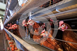 Factory chicken egg production. Red chickens are seated in special cages. Linear perspective. Agribusiness company. Concept theme