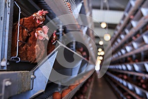 Factory chicken egg production. Red chickens are seated in special cages. Linear perspective. Agribusiness company. Concept theme