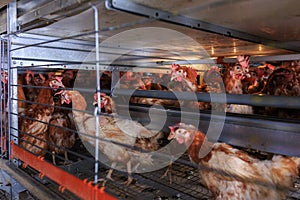 Factory chicken egg production. Red chickens are seated in special cages. Linear perspective. Agribusiness company. Concept theme
