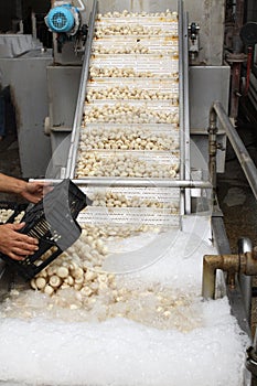 Factory for the production of canned champignons. Washing, conveyor, cleaning and packaging of champignons.