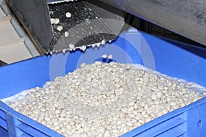 Factory for the production of canned champignons. Washing, conveyor, cleaning and packaging of champignons.