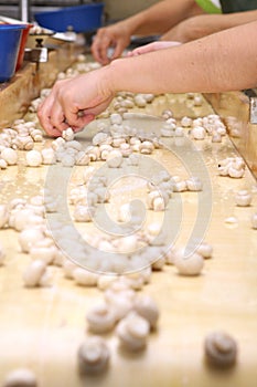 Factory for the production of canned champignons. Washing, conveyor, cleaning and packaging of champignons.