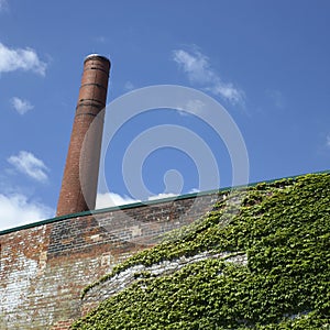 Factory Wall Covered With Ivy