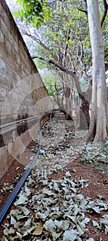 factory wall and leaf feld down