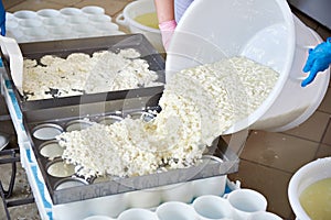 Factory workers fill molds for production of soft cheese