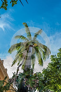 Imperial palm tree seen from below at the Bahia Medical School in Salvador, Brazil photo