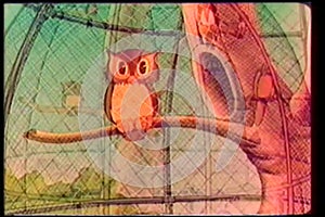 Fade in caged owl