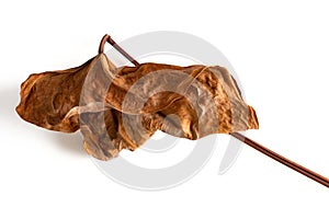 Faded Anthura leaf on white background