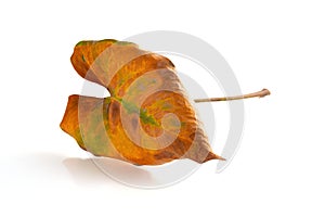 Faded Anthura leaf on white background