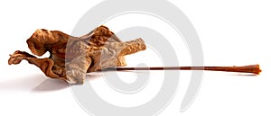 Faded Anthura leaf on white background