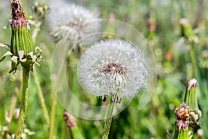 Faded blossoms of dandelions milk-witch gowan close up in a meadow.