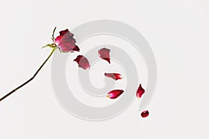 Faded blowing rose flower`s petals, on white background