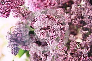 Faded bouquet of lilac. The magic of lilac flowers with five petals, selective focus.