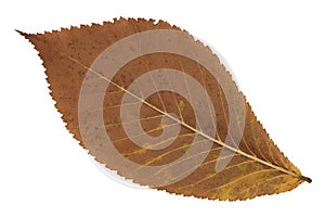 A faded brown autumn leaf