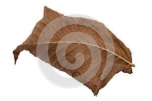 A faded brown autumn leaf