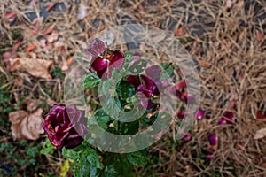 Faded burgundy roses in garden. Dried rose bush flowers on background of pine needles and garden on cool rainy morning
