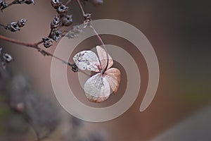 Faded Climbing Hydrangea (Hydrangea petiolaris) in winter