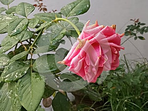 Faded cute pink rose flower in garden