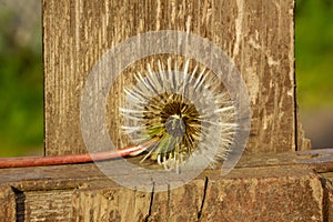 the faded dandelion