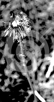 Faded dandelion with a few flying seeds in black and white 2