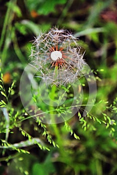 Faded dandelion flower, green grass background, vertical photo