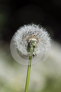 Faded dandelion half deflated by wind