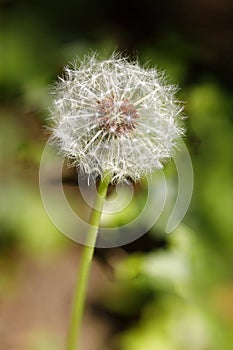 A faded dandelion with seed pods ready to fly