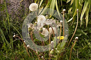 faded dandelion Taraxacum sect. Ruderalia in spring in Germany