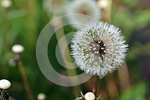 faded dandelion Taraxacum sect. Ruderalia in spring in Germany