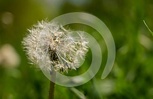 Faded Dandelions With Fluffy White Seeds In The Green Meadow