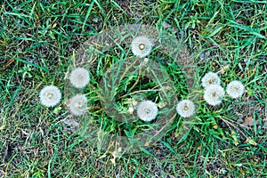 Faded dandelions in the thick grass in early spring